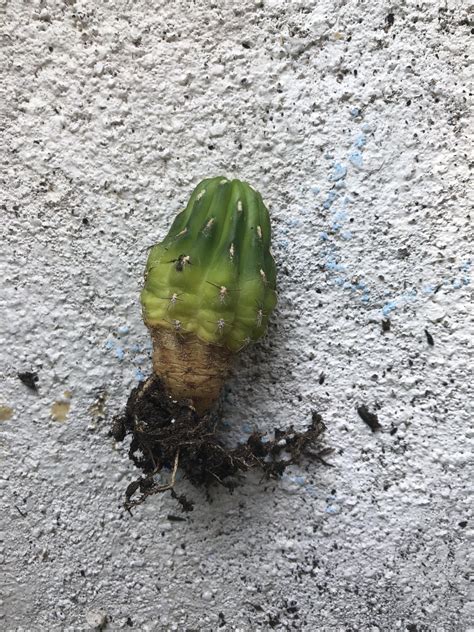 yellow overwatered cactus